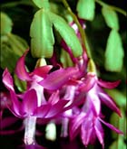 Знаки новогодних праздничков